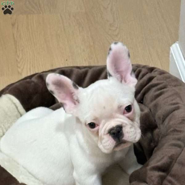 Snowball, French Bulldog Puppy